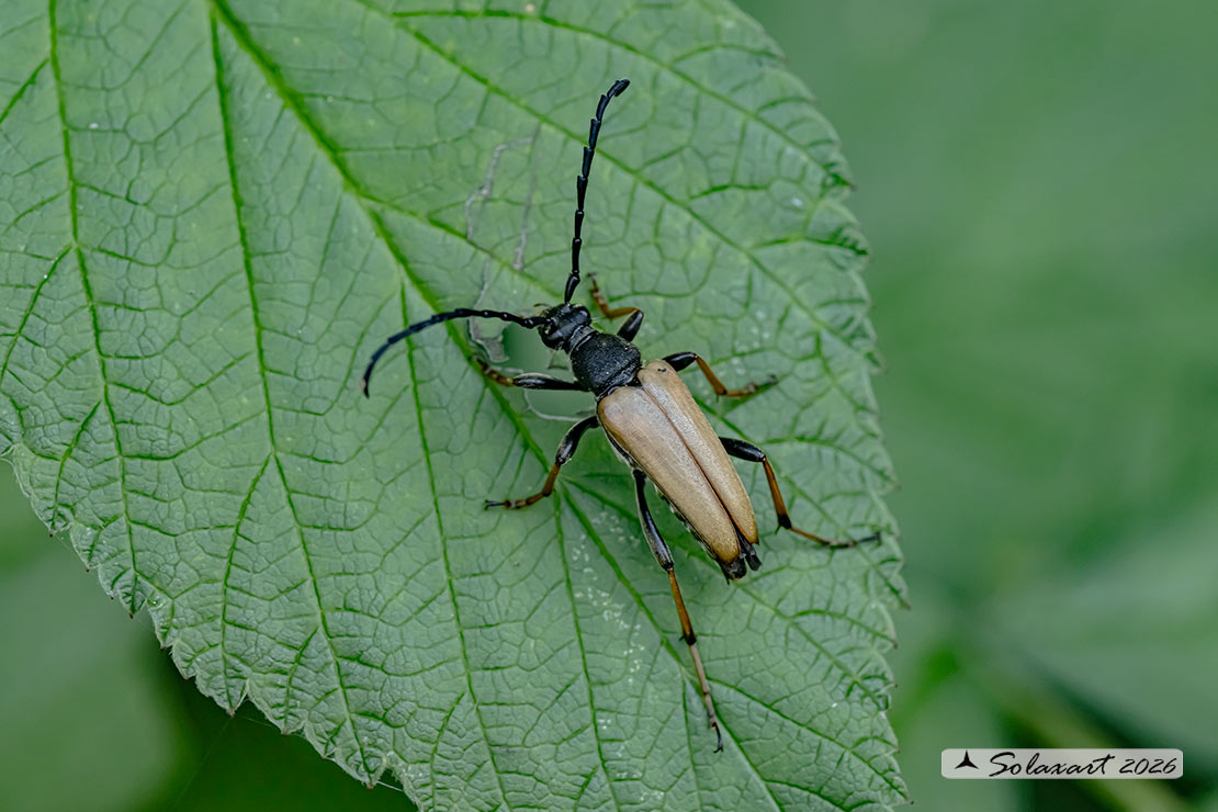 Stictoleptura rubra - Red-brown Longhorn Beetle